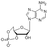 Adénosine monophosphate cyclique = AMPc